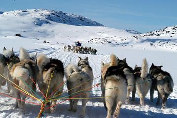 Chiens de Traineau au Groenland